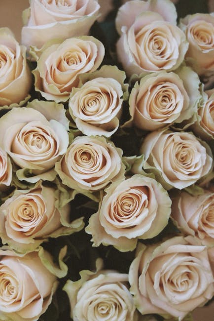 A close-up of a bouquet of pale blush pink roses with tightly layered petals, some showing hints of cream and ivory. The roses are fresh, with smooth, slightly velvety petals and sturdy green stems. T
