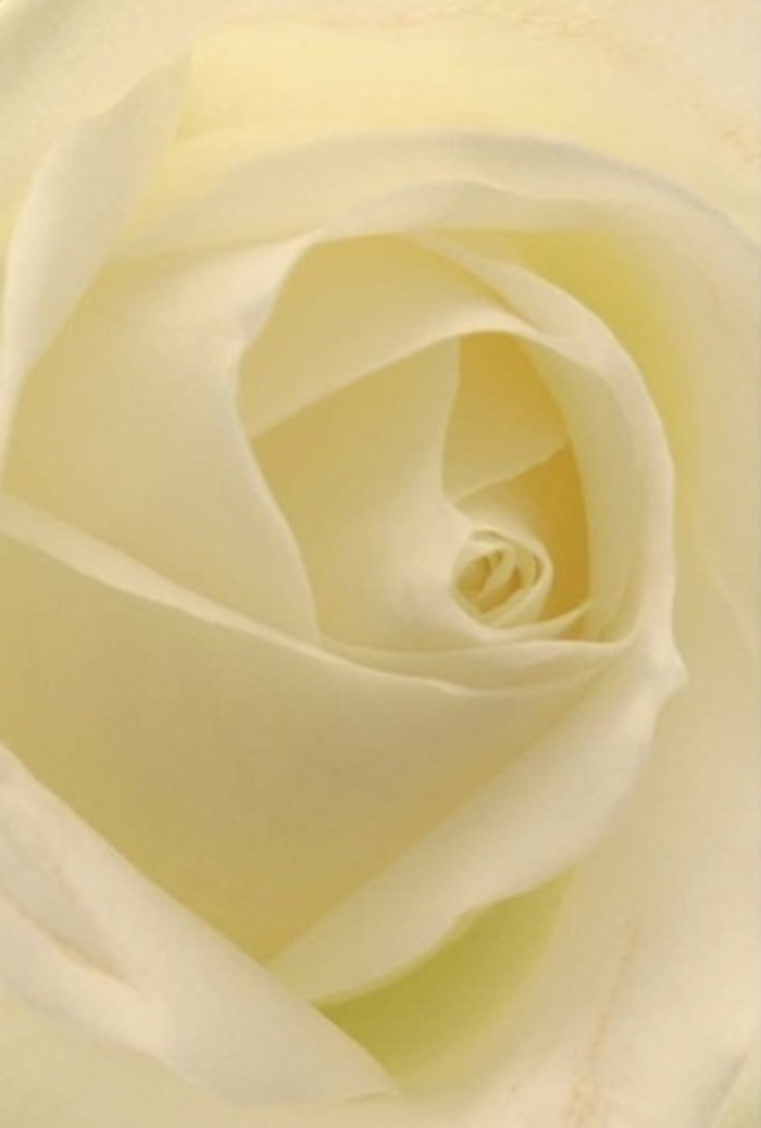The frame is filled with the luminous beauty of a single, pristine white rose seen in exquisite detail. Each petal, soft as silk, gently overlaps its neighbour, forming an elegant spiral towards a still, contemplative heart. The interplay of cream and pale ivory reflects the filtered light you might find streaming into a window along Ardleigh Green, creating an almost ethereal radiance that seems to originate from within the bloom itself. Every curling layer conveys tranquility and sophistication, making this an ideal choice for a tender apology, the start of a new romance, or as a centrepiece at an understated wedding in Emerson Park. Subtle variations of tone and barely-there shadows enhance the sense of movement and depth, while the overall vision radiates a soothing purity, reminiscent of new beginnings cherished in this local community. Even unseen, the suggestion of a clean, sweet fragrance lingers-invoking memories of freshly cut blooms awaiting delivery across Emerson Park. This rose stands as a quiet but powerful testament to resilience, composure, and the nature-inspired artistry that local florists bring to every meaningful moment.