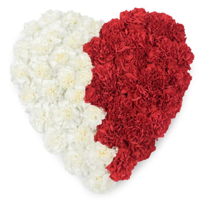 A dramatic, hand-arranged heart sits against a clean white plane, its left flank a sea of creamy, ivory carnations and its right a dense field of ruby-red blooms. Photographed from above, the arrangement reveals meticulous placement: each carnation's ruffled edge contributes to a continuous, textured surface, while the vertical division between colours follows a distinctive serrated line - a saw-tooth edge formed by nine pointed indentations that give the composition a heraldic precision. The red and white contrast is intense yet harmonious, the white petals softening the visual weight of the crimson, and a soft daylight wash brings out warm highlights and subtle shadowing between blooms. The scent, if present, would be gentle and spicy: the comforting clove-like notes of fresh carnations mingling with the faint green tang of stems trimmed to sit flush beneath the surface. As a symbolic piece it resonates strongly with Qatari national imagery and can be placed at formal celebrations, diplomatic receptions, or civic commemorations; locally, it might be suited to gatherings in Emerson Park and nearby Romford where multicultural observances are held. The craftsmanship speaks to purposeful repetition - patient placement of each bloom to achieve a precise border and an even, opulent texture - producing an image that balances national pride with the domestic tenderness of a hand-made tribute.