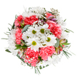 An uplifting tribute to the renewal and radiance of spring in Emerson Park, this bouquet is a masterwork of colour and composition. At its centre, crisp white daisies with emerald-green hearts radiate innocence and cheer, surrounded by the lush, ruffled embrace of coral-pink carnations that bring a welcoming depth and warmth. Wisps of feather-light gypsophila scatter through the bouquet like scattered sunlight, adding a soft luminosity reminiscent of a stroll through Upminster Common at dawn. Among the foliage, subtle alstroemeria buds introduce slender strokes of purple and rose, their promise of future blossoms lending a sense of optimism. Lush greenery-including velvety eucalyptus-frames the entire arrangement, infusing freshness and grounding the more vivid floral tones. Thoughtfully designed to delight, this bouquet feels perfect for gifting during birthdays, marking anniversaries, or simply sharing a breath of springtime joy across Emerson Park. Its harmonious form and tactile richness reflect the artistry and local knowledge of our talented florists, ensuring every delivery brings a touch of nature's celebration into homes and hearts.
